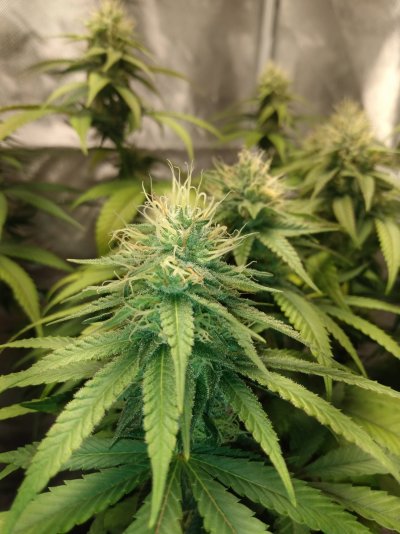 I feel like I should be giving these two more water at a time...500 ml every 3 days...any advice would be great...thanks