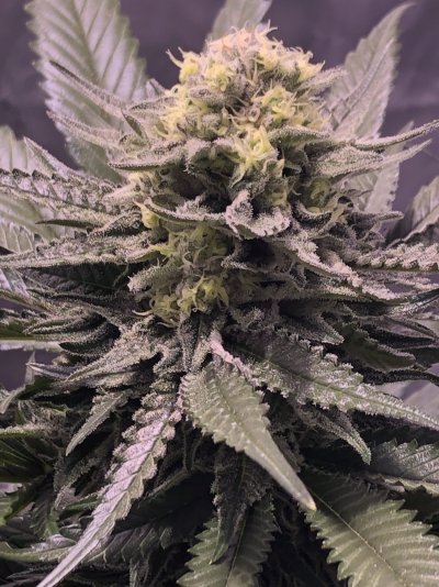 On track? Day 39 flower going on day 40