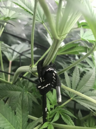 New grower here and need a lot of help