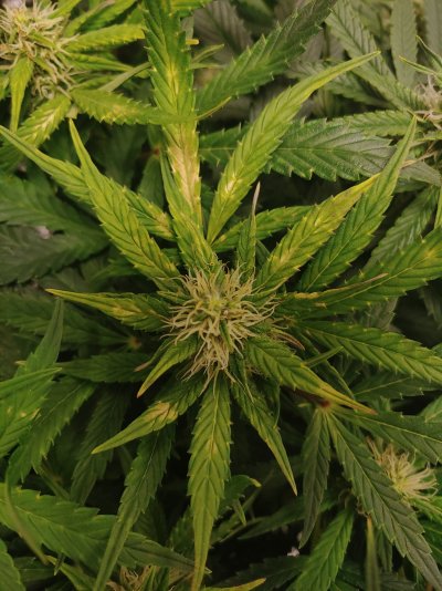 bleached-spots-on-new-growth-flowering-auto-8-weeks-organic-2.jpg