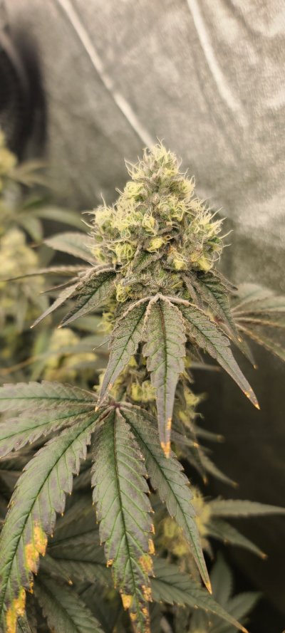 Gavita 1700e, Runtz, Apple Fritter, Wedding Cake ect!