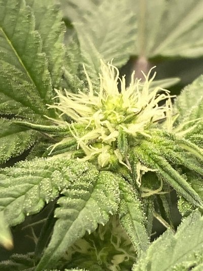 Strip her down? LED light penetration