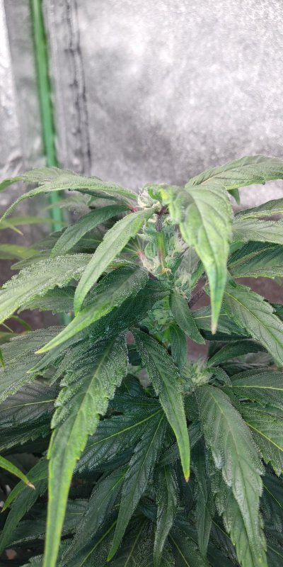 new-growermight-be-a-hermie.jpg