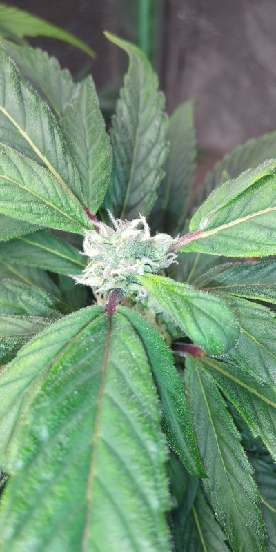new-growermight-be-a-hermie-3.jpg