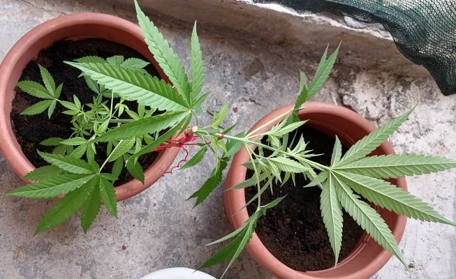 When to top my plant?