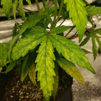 Bugs, calmeg deficeint? FF ocean forest soil
