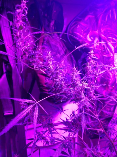 northern-lights-auto-flower-not-budding-7.jpg