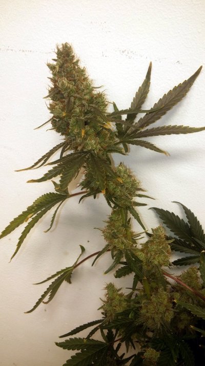 (Northern Lights #5/Haze x Sensi Star) x Original Haze