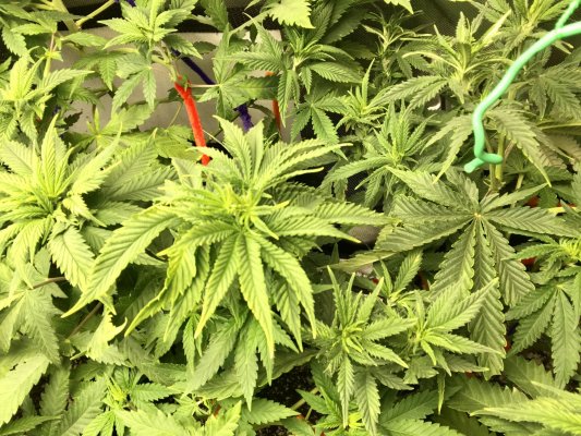 Help! I have orange colored leaves after I transplanted.