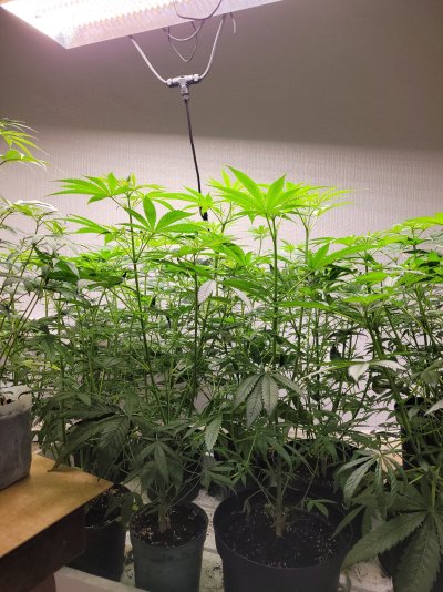 need-help-please-ak47-regular-seeds-2.jpg