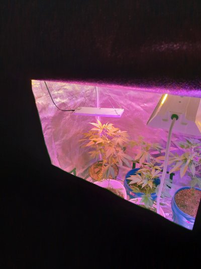 finally-got-me-a-grow-tent-2.jpg