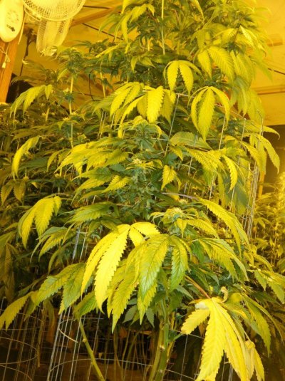 fire_og_1_day26_yellowing_leaves.jpg