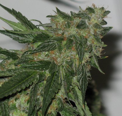 TahoeOG7.jpg