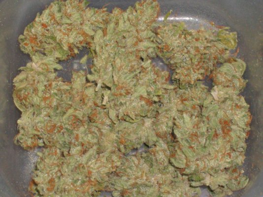 Fresh ECSD / Blockhead 500 / HINDU FUNERAL / JonnY BlaZe / Stargate Kush