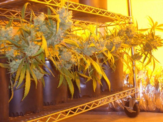 Fresh ECSD / Blockhead 500 / HINDU FUNERAL / JonnY BlaZe / Stargate Kush
