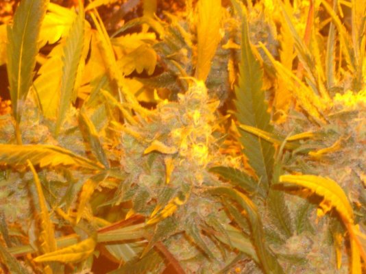 Fresh ECSD / Blockhead 500 / HINDU FUNERAL / JonnY BlaZe / Stargate Kush