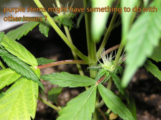 New Grower, Needs help... Plant issues