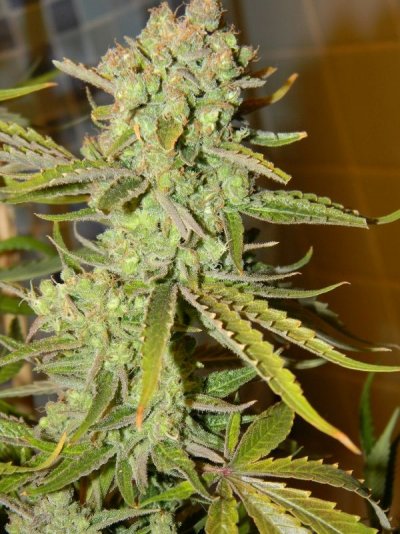 vortex-finishing-up2diff-phenos-7.jpg