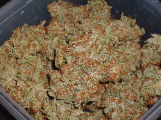 Fresh ECSD / Blockhead 500 / HINDU FUNERAL / JonnY BlaZe / Stargate Kush