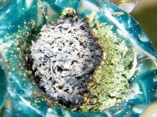 closeup.jpg