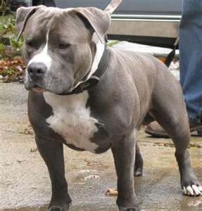 Putting my Dog Down today!