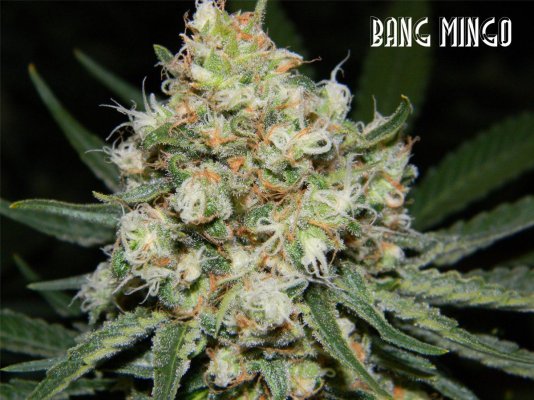 shivamacro1crop.JPG