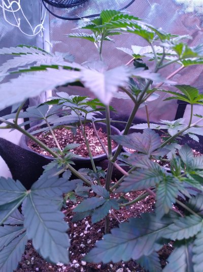 34 ST SEED CO RUN! ERROR 404/PINEAPPLE EXPRESS