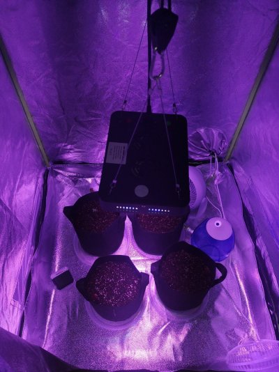 do-i-need-a-bigger-and-stronger-led-11-tent.jpg