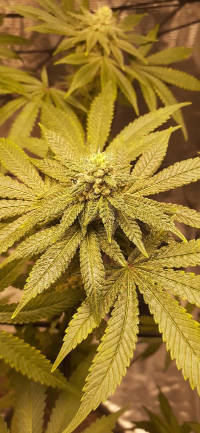 First grow diary, bear with me.