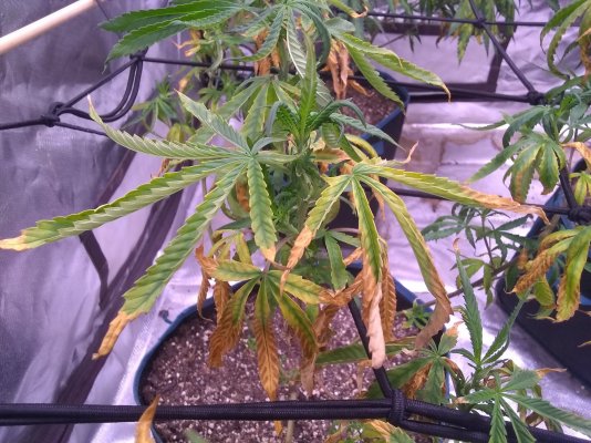 Overwatered? Second Grow In Soil.