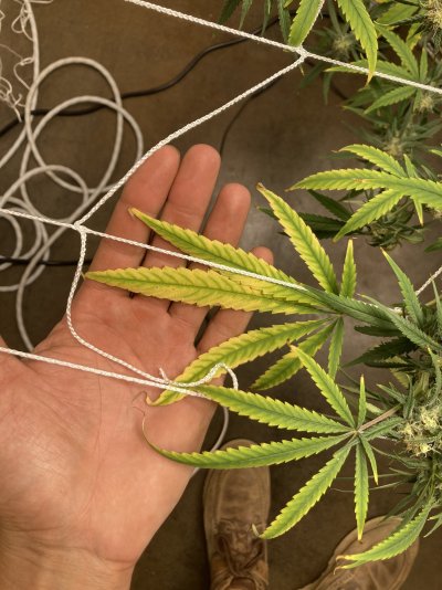 Week 4 flowering and need help!