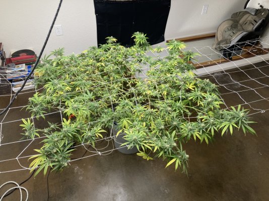 Week 4 flowering and need help!