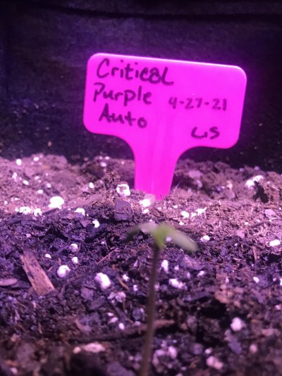 7 week critical purple “autos” not flowering. Switch to 12/12?