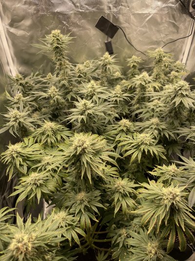 Harvest in two weeks?? First Grow