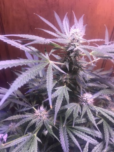 7 week critical purple “autos” not flowering. Switch to 12/12?