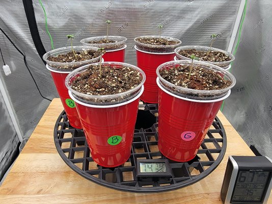Schwer's First Grow Evah! Planning, Prep and Grow