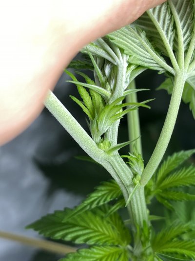Growrx grow diary “ 2021 5x5 RDWC "