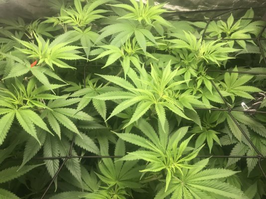 7 week critical purple “autos” not flowering. Switch to 12/12?