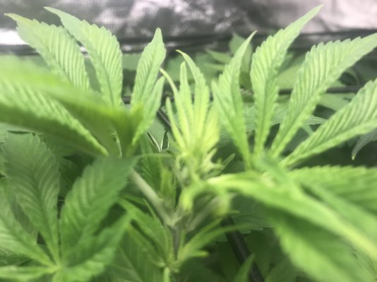 7 week critical purple “autos” not flowering. Switch to 12/12?