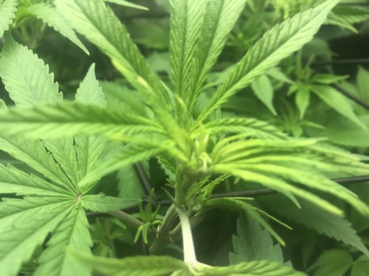 7 week critical purple “autos” not flowering. Switch to 12/12?
