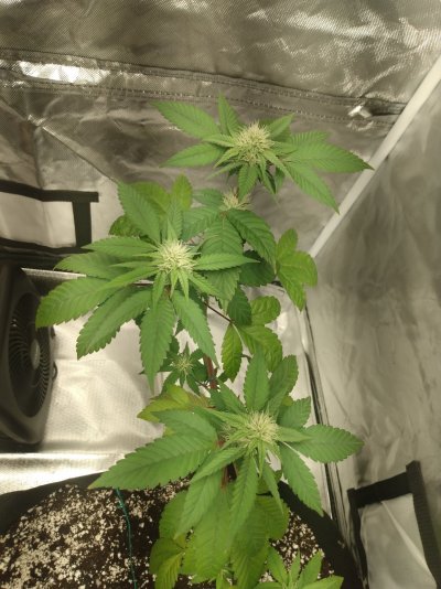 What do you all think of growing multiple plants of the same strain in the same pots?