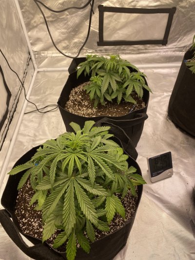 What’s happening to my girls?
