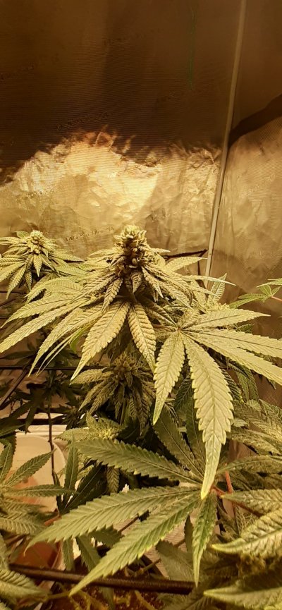 First grow diary, bear with me.