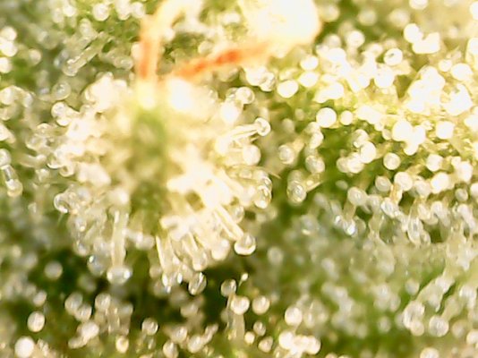 First grow diary, bear with me.
