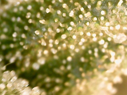 First grow diary, bear with me.