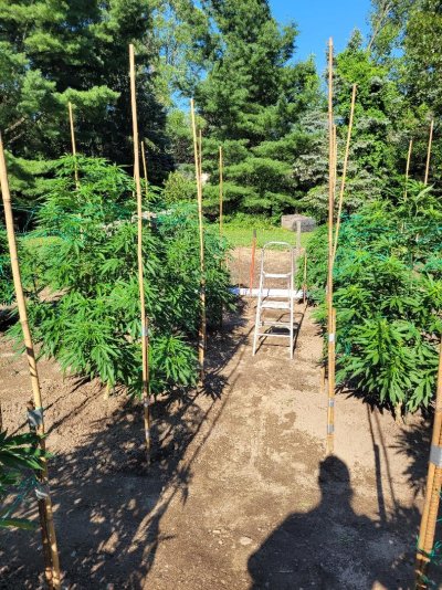 Let's see your 2021 Outdoor Plants!