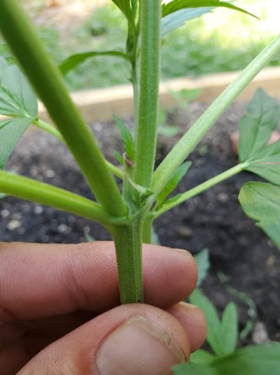 first-time-grow-need-help-sexting-5.jpeg