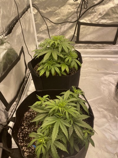 What’s happening to my girls?