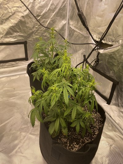 What’s happening to my girls?