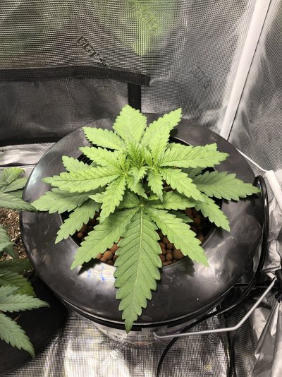 My first DWC - Critical Bilbo